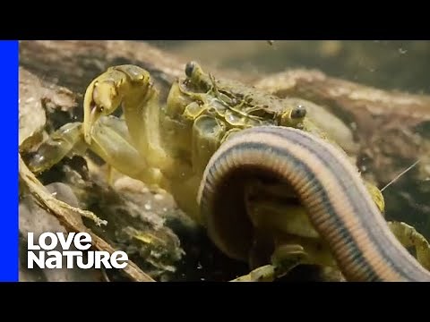 Tiger Leech vs. Crab
