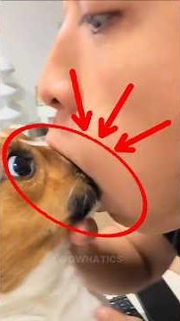 Dogs Showing Love Cute Kisses Compilation 🐶❤️