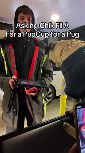 Asking Chick-fil-A For a PupCup for My Pug