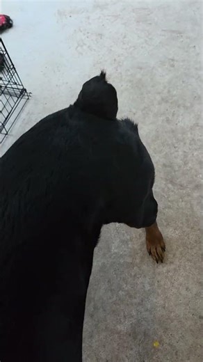 #rottweiler #rottweilerdog #dogshorts #subscribe #kevin #funny #tailwaggers #waggingtails #play