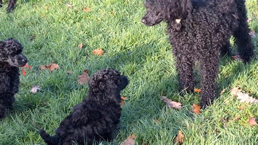 On joue avec Vortex | Caniches de la Plume du Cygne NOir