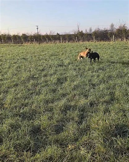 What can be achieved with focused, consistent training in just one week? 🐕✨ Here is a recap of this week’s training sessions at Alpha B Dog Training in Great Barrow, Cheshire. • Rusty the Patterdale – Walk & Train Focused on engagement and helping Rusty manage arousal levels during walks. Steady progress made through structured interaction and calm handling 🚶‍♂️🧠 • Dexter and Bailey – Board & Train (4 weeks) The first week has been about setting strong foundations. Work has begun on resource-