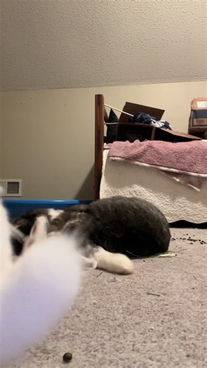 Jack is still working to consistently get himself back up on his feet but when he’s up, he’s getting solid again! #ec #bunny #rescue