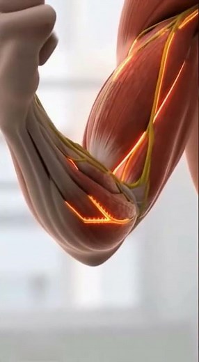 Somatic Nervous System Explained | How the Brain Controls Voluntary Movements in Muscles