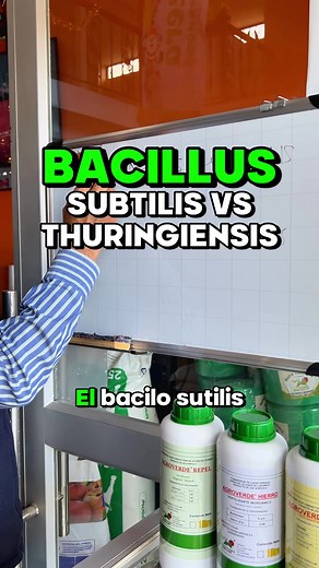 Diferencia entre Bacillus subtilis y Thuringiensis
