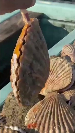 Orient Live Sea Shell