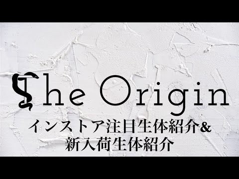 インストア注目生体紹介&新入荷カーペットパイソン紹介