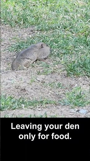 Some Days You Are a Pocket Gopher #wildlife #california