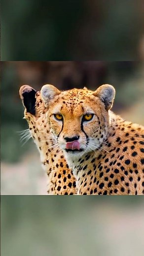 Mummified cheetahs found in Arabian caves | Science News