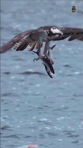 The Arctic’s Most Powerful Hunter 🦅❄️