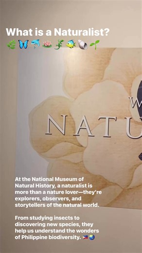 2.4K views · 17 reactions |  What is a Naturalist? 曆At the National Museum of Natural History, a naturalist is more than a nature lover—they’re explorers, observers, and storytellers of the natural world. From studying insects to discovering new species, they help us understand the wonders of Philippine biodiversity.  | Museum x Stories | Facebook