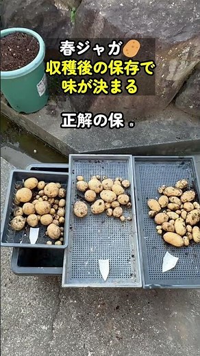 How to properly store spring potatoes | Wash or not? Tips for preserving their flavor