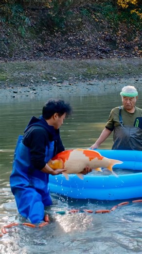 Jumbo Koi Harvest at Dainichi Koi Farm