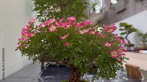 Beautiful little bonsai plant tree in pot, flowerpot