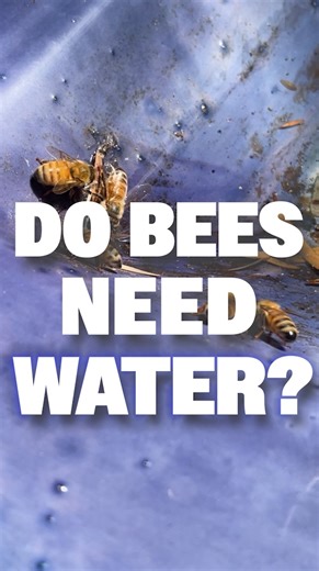 Water is essential during hot weather to help bees regulate hive temperature and care for brood. #BuzzbeeBeekeeping#BeekeepingAustralia #BeeCare #HiveManagement #SummerBeekeeping #HoneyBees #Apiary