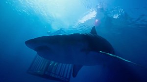 47 Meters Down (2017) - Movie