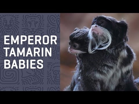 Meet our mustached EMPEROR TAMARIN babies