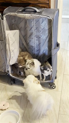 Sweetie Pies Know what Luggage means! #chihuahuafanclub #puppy #sweetiepiepets #chihuahuapuppies
