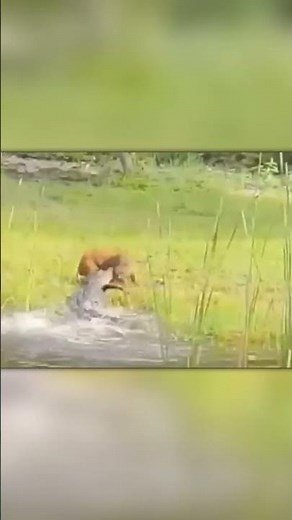 Crocodile Grabs a Wild Boar — But It Escapes!