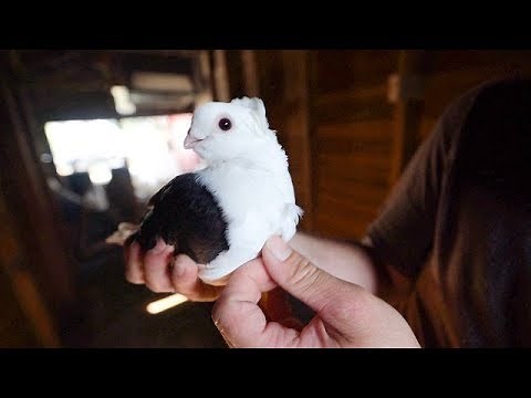 Old German Owl Pigeons!!