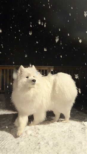First snowfall experience! ❄️🌨️ #fypシ゚viral #viralvideo #fyp #snow | Snow and Storm