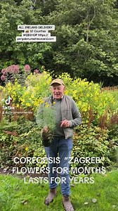 Coreopsis Zagreb flowers for months and lasts for years. Yellow flowers over fern like foliage. Winter hardy and tough . Planting time is from now, Available in webshop ALL IRELAND DELIVERY 🚚 32 Counties WEBSHOP https://pergolanurseries.ecwid.com Pergola Nurseries Garden Corner, Virginia,Co Cavan A gardeners oasis of quality plants Open Tuesday to Saturday 10.30-6 Open Sundays 2-6 #fypage #forplantslover #toughplants #foryourpage #foryougardeners #foryou #flower #flowersfor #fyoup #flowersforyo