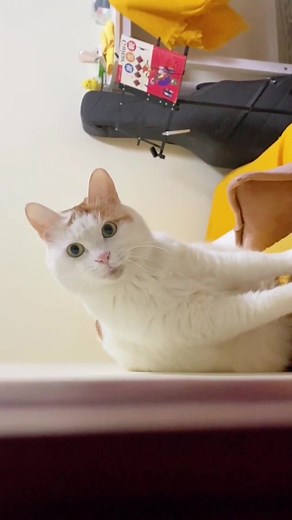 Black chin is a bit severe#cat #catsoftiktok #catvideo #cute #funnycat #fyp