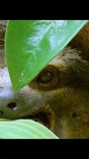 4.5K views · 114 reactions | The pale-throated sloth #documentary #animals #nature #sloth | Wondersofjungle | Facebook