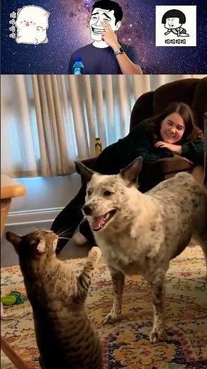 Super Funny Animals - Try Not To Laugh Impossible 38