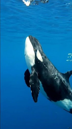 Killer Whale 🐋 | Master of the Ocean