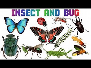"20 Insects Names 🐜🦋🐝 | Ant, Honeybee, Butterfly, Mosquito, Dragonfly, Grasshopper, Ladybug more "