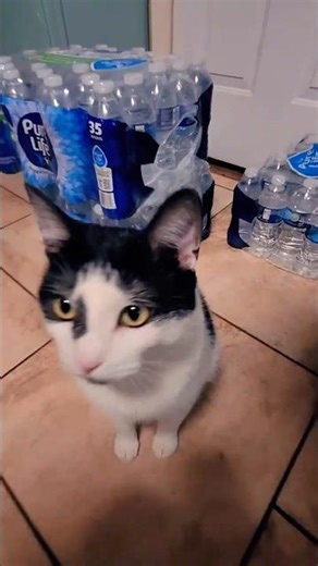 cute cat video 1 #cat #shorts #cats
