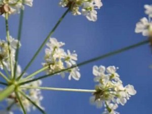 Léo Delibes - Coppelia Waltz