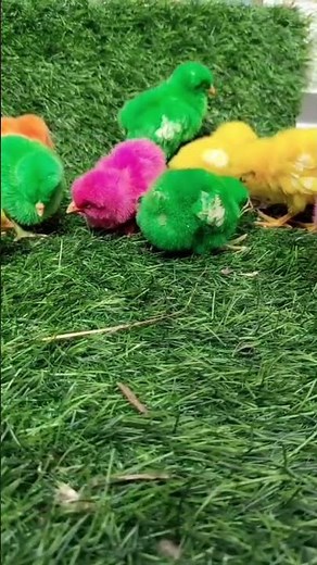 Colourful chicks, Rainbow chicks, Cute chicks