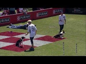 Dog Sports: Sporting Dog Agility Weave Poles Presented by Pro Plan