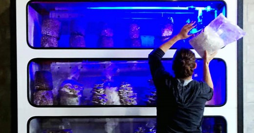 Smallhold wants automated, in-store farms to change how we eat