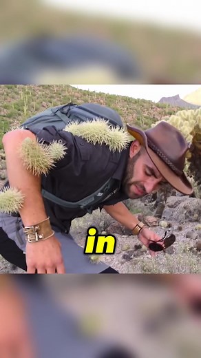 JUMPING into a cactus! Why would anyone want to do this? #bravewilderness #cyotepeterson #wildlife