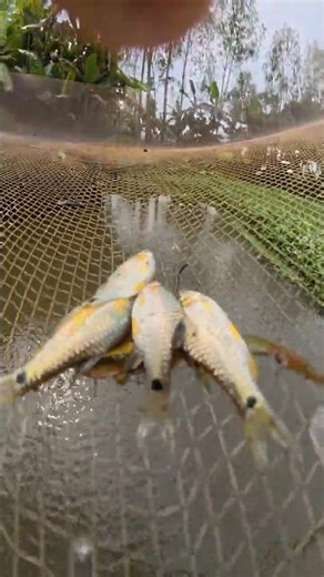 village net fishing with sabbir vai #fishing #shorts