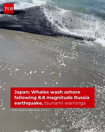 #Watch | #Japan witnessed a rare and unsettling event when several whales were found washed ashore along the coastline of #Tateyama City in #Chiba. This unusual incident occurred shortly after an 8.7-magnitude earthquake struck off #Russia’s Pacific coast, triggering #tsunami warnings across Japan and the #USA. | The Times of India