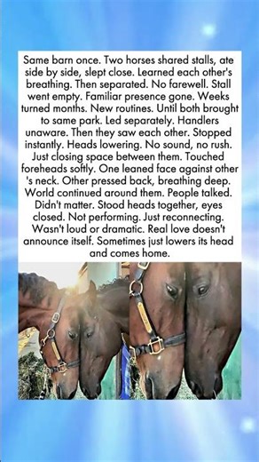 Two Horses Who Remembered Each Other