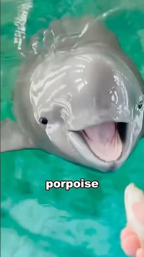 Amazing Yangtze Finless Porpoise Facts