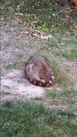 Raccoon Sleeping in our Backyard 🦝😊 #cute #raccoon
