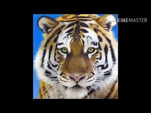 Bengal Tiger Sound Effects