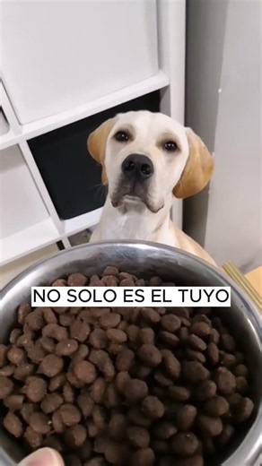 ¿Por qué los Labradores siempre parecen tener hambre?
