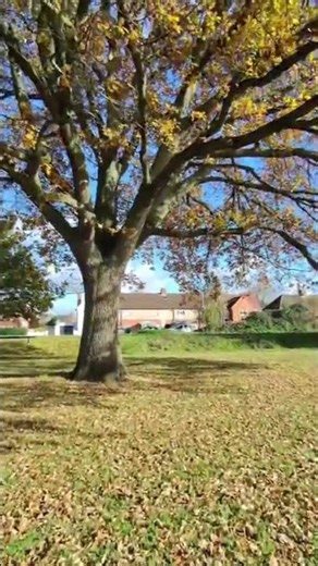 Colorful autumn leaves falling down #shorts #autumn #beautiful