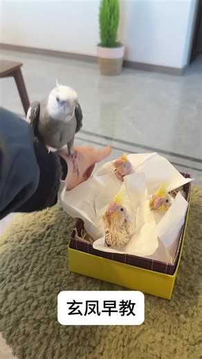 End-of-Year Cockatiel Moments: Funny Bird Compilation