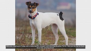 Top 10 Facts About the Energetic Brazilian Terrier
