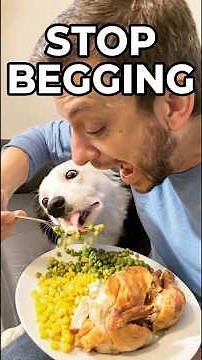 How to teach your dog to stop begging for food #dogtraining #puppytraining