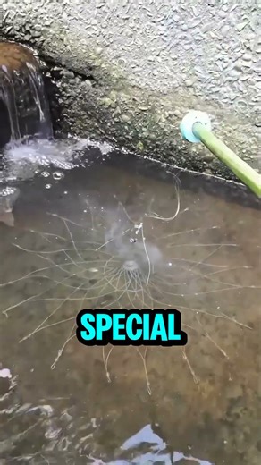 He caught a fish using a SPIDER WEB?! #fishing #nature #survival #unbelievable