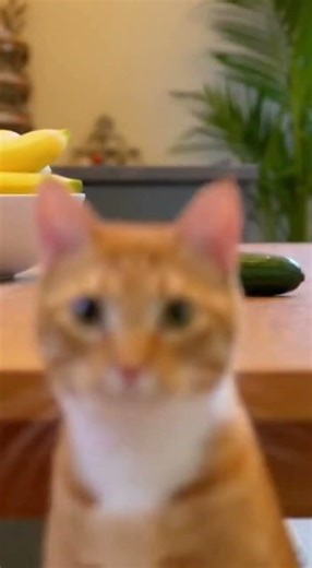 Cat Refuses to Go Near a Suspicious Object 😂🐱